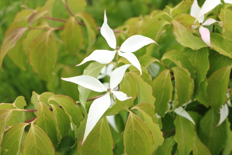 Japanischer Blumenhartriegel (Cornus kousa)