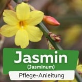 Winterjasmin (Jasminum nudiflorum)