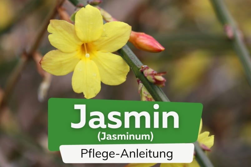 Winterjasmin (Jasminum nudiflorum)