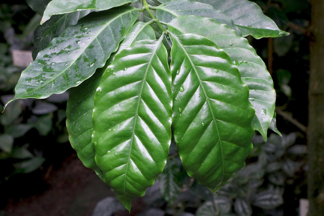 Coffea arabica, Kaffepflanze