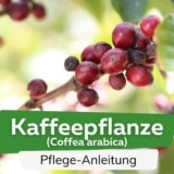 Kaffeepflanze (Coffea arabica)