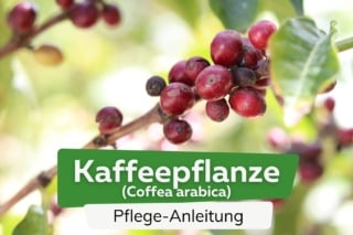 kunstpflanzen uv beständig Kunstpalme 80cm schnell günstig online kaufen