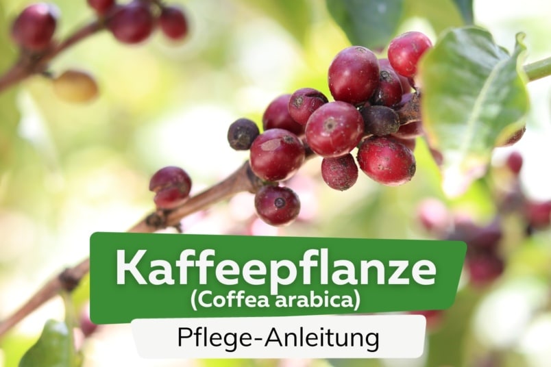 Kaffeepflanze (Coffea arabica)