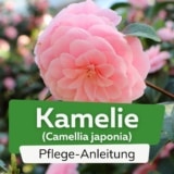 Kamelie (Camellia japonica)