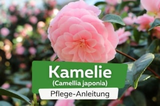 Kamelien, Camellia japonica: Sorten, Pflege und berwintern