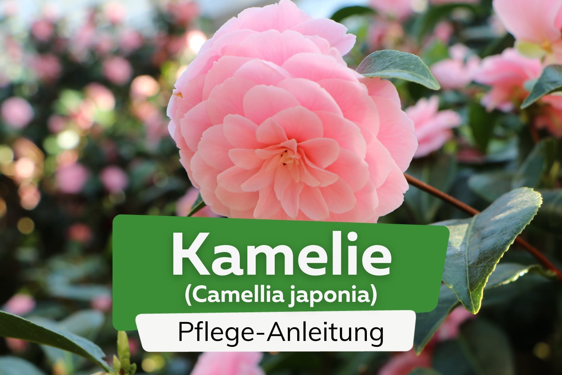 Kamelie (Camellia japonica)