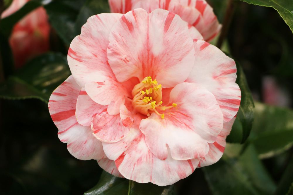 Camellia japonica