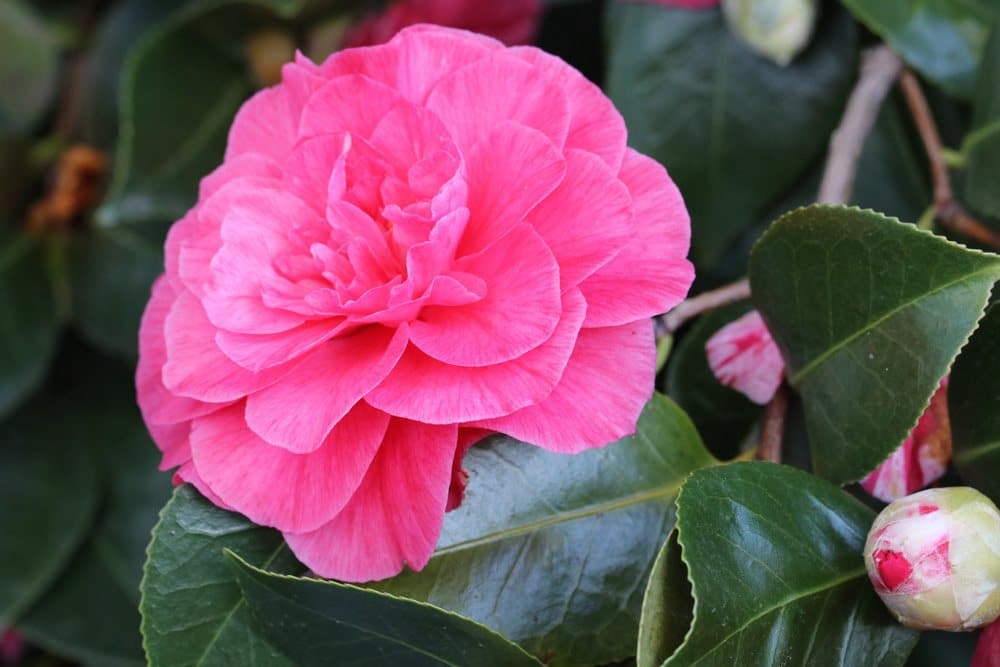 Kamelie, Camellia japonica