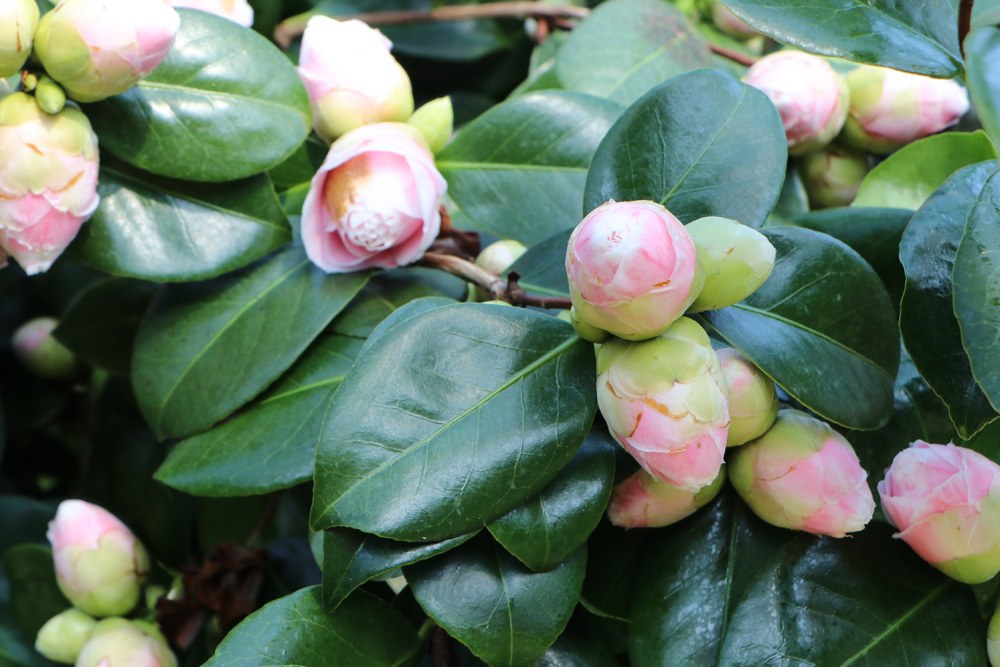 Camellia japonica