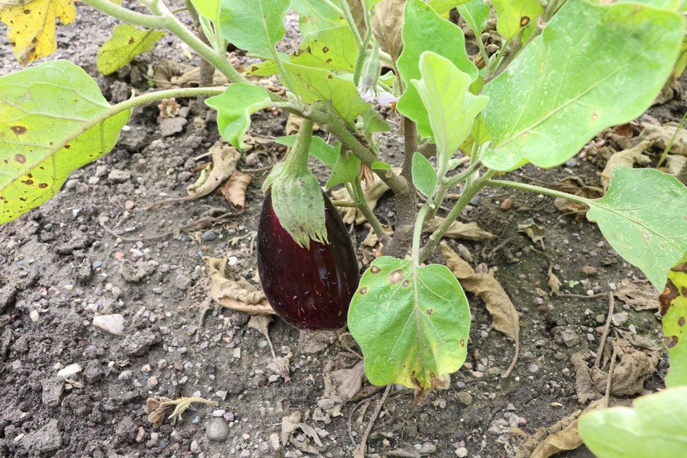 Aubergine, Solanum melongena