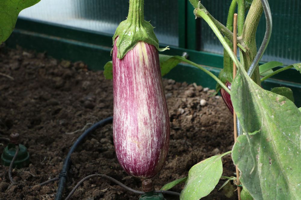 Aubergine, Solanum melongena