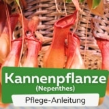 Kannenpflanze (Nepenthes)