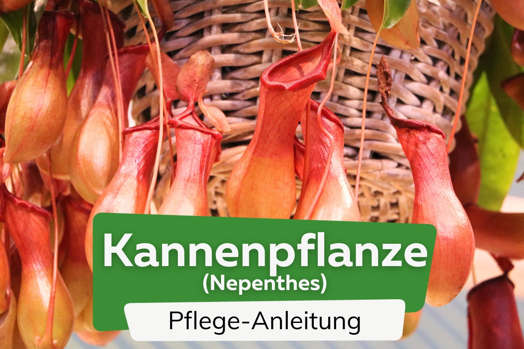 Kannenpflanze (Nepenthes)