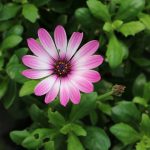 Kapkörbchen, Osteospermum