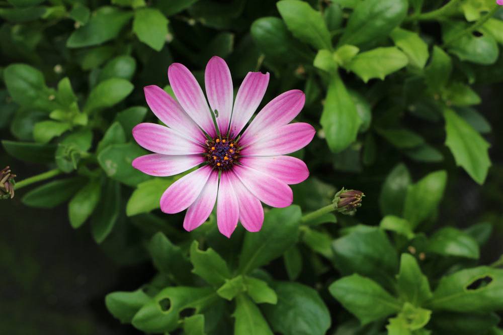 Kapkörbchen, Osteospermum