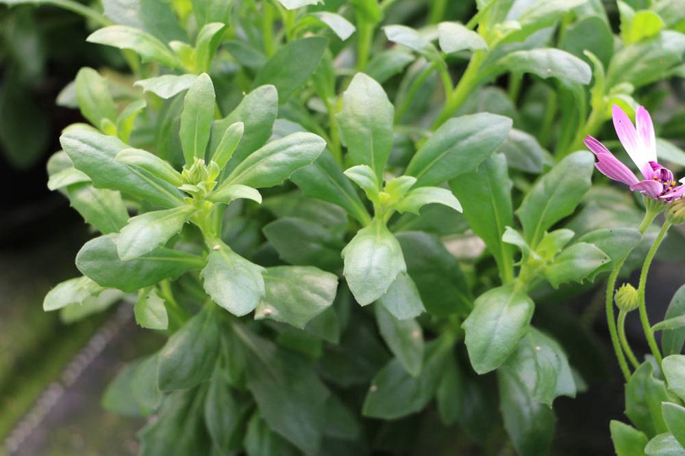 Das kapkörbchen zählt zu den robusten Freilandpflanzen