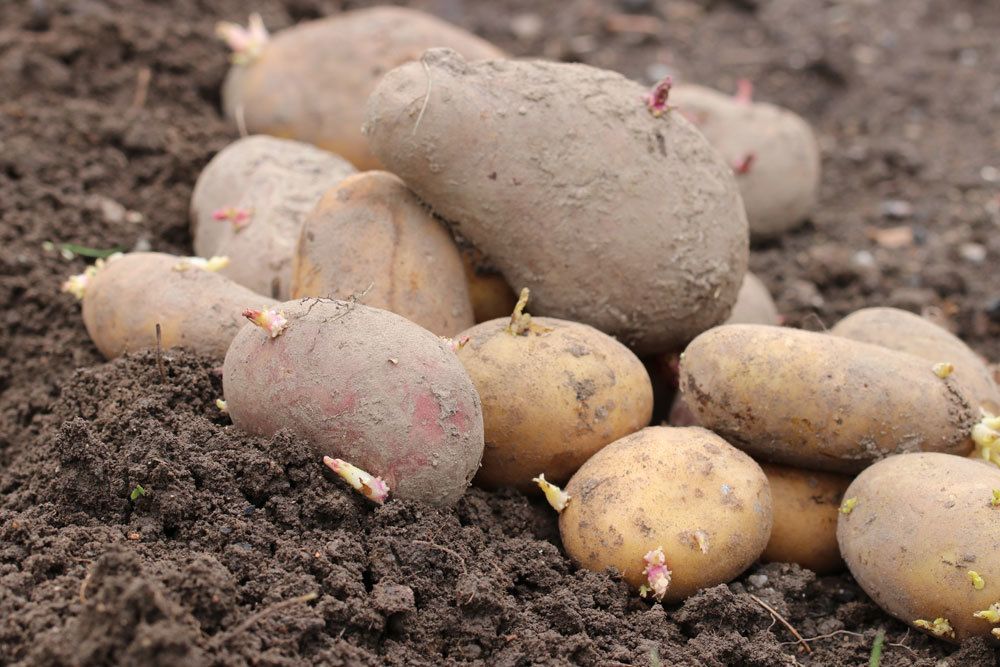 Kartoffeln sind in Deutschland ein Grundnahrungsmittel