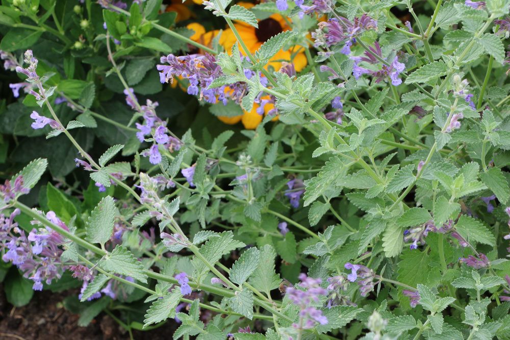 Katzenminze, Nepeta faassenii