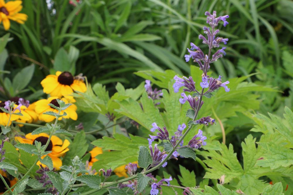 Katzenminze, Katzenmelisse, Nepeta faassenii