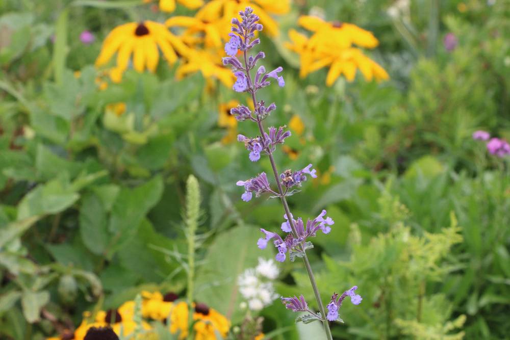 Katzenminze, Nepeta faassenii