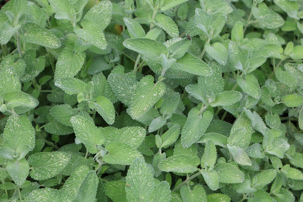 Katzenminze, Nepeta racemosa