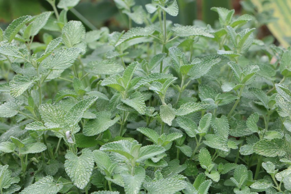 Katzenminze, Katzenmelisse, Nepeta racemosa