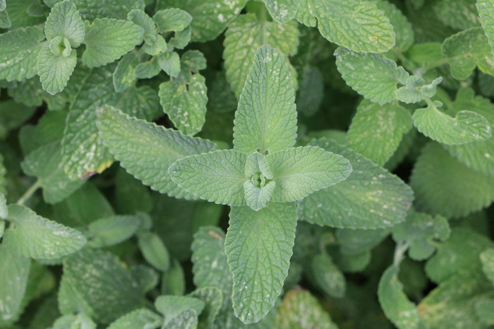 Katzenminze, Katzenmelisse, Nepeta racemosa