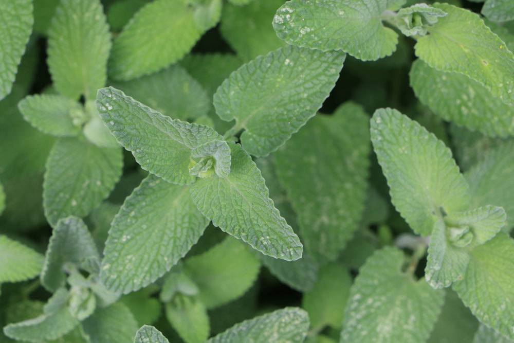 Katzenminze, Katzenmelisse, Nepeta racemosa