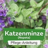 Katzenminze (Nepeta)