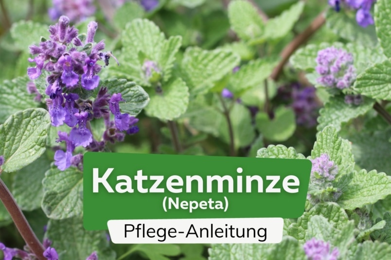 Katzenminze (Nepeta)