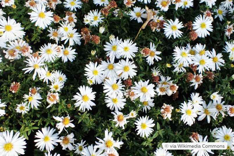 Kissen-Aster (Aster dumosus 'Schneekissen')