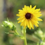 Kompasspflanze, Silphium laciniatum