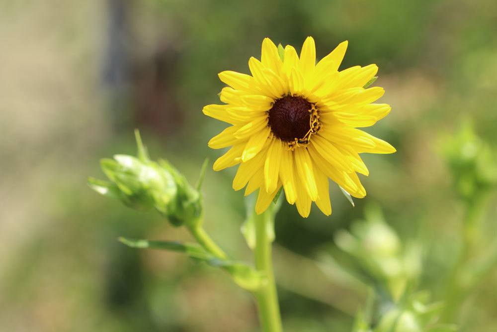 Kompasspflanze, Silphium laciniatum