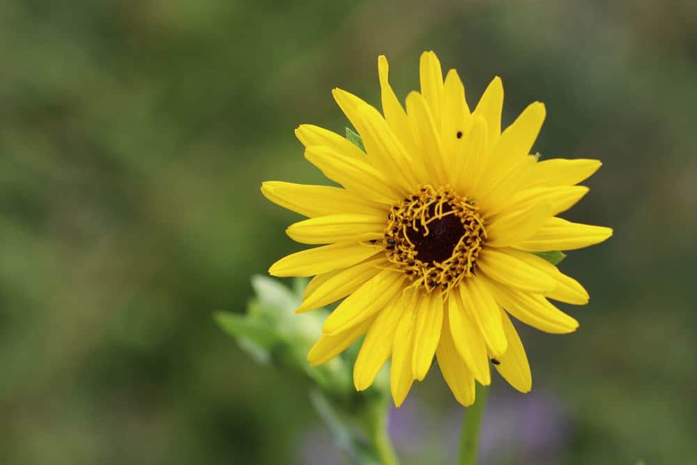 Kompasspflanze, Silphium laciniatum