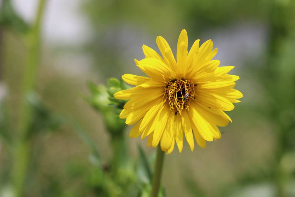 Kompasspflanze, Silphium laciniatum