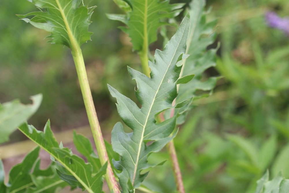 Kompasspflanze, Silphium laciniatum