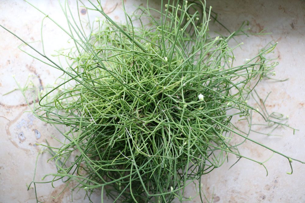 Korallenkaktus, Rhipsalis cassutha