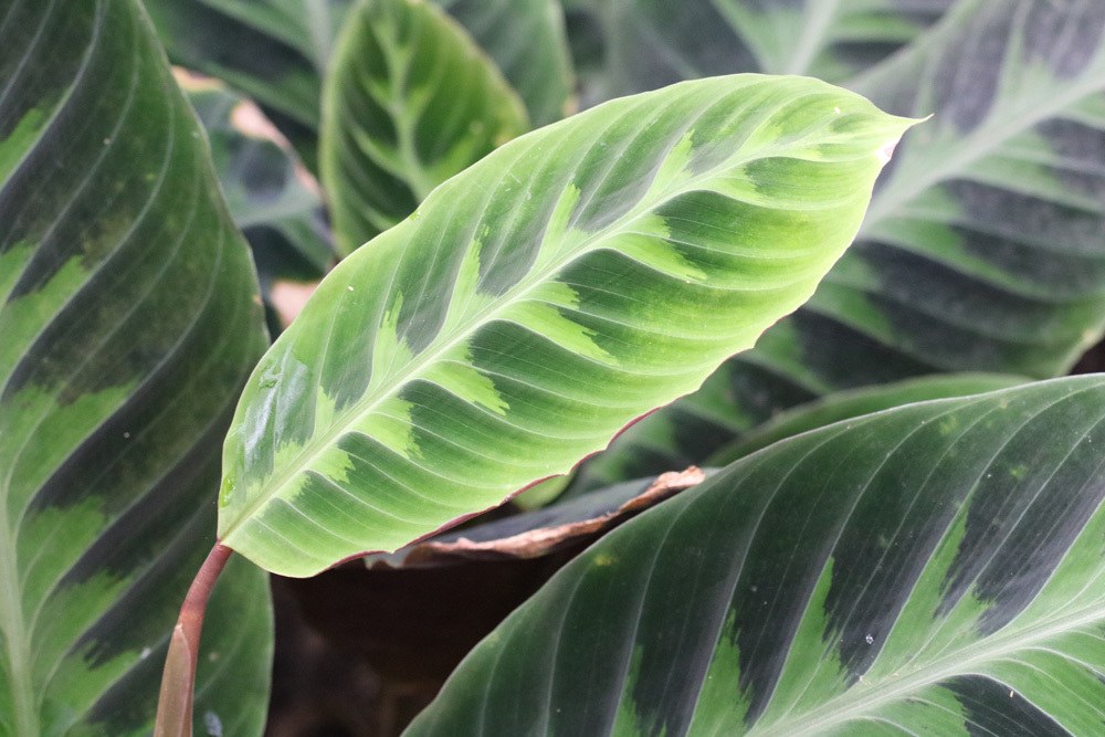 Calathea zebrina, Korbmarante