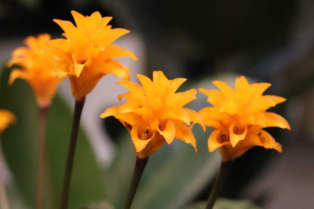 Calathea crocata, Korbmarante