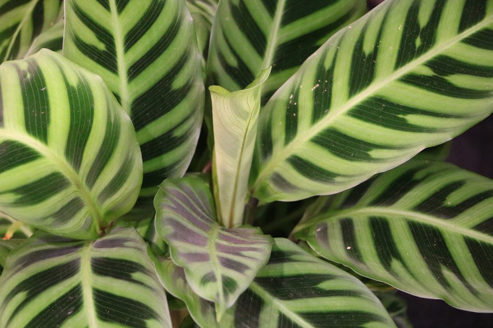 Calathea makoyana, Korbmarante