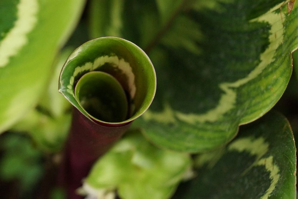 Calathea roseopicta, Korbmarante