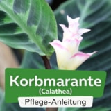 Korbmarante (Calathea zebrina)