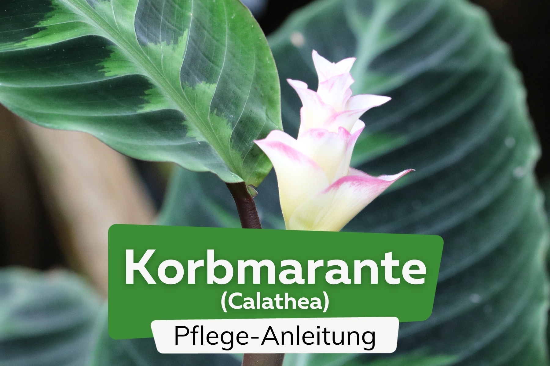 Korbmarante (Calathea zebrina)