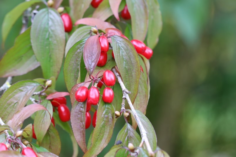 Früchte der Kornelkirsche (Cornus mas)