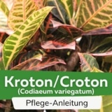 Kroton/Croton (Codiaeum variegatum)