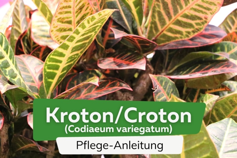 Kroton/Croton (Codiaeum variegatum)