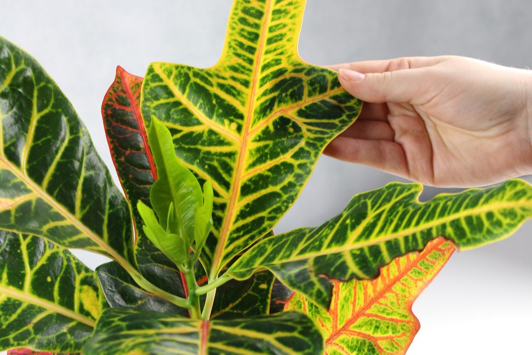 Croton, Codiaeum variegatum, Kroton