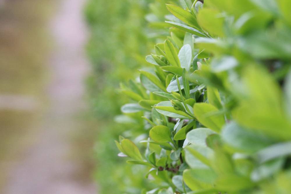 Ligusterhecke im Garten