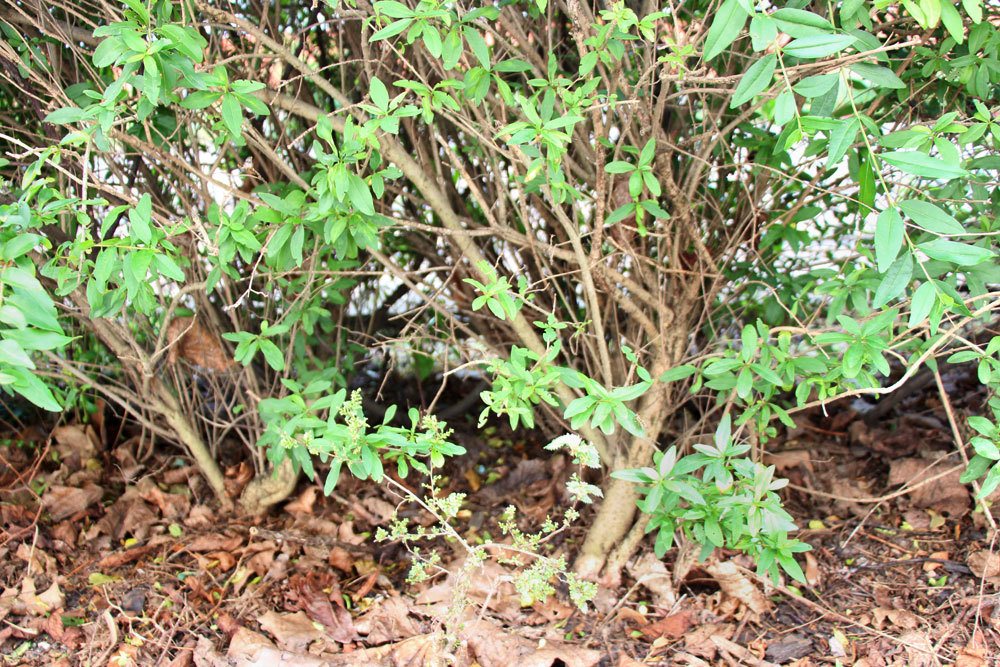 Liguster ist eine vogelfreundliche Hecke