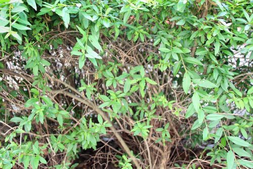 Ligusterhecke mit scharfem Werkzeug zurückschneiden